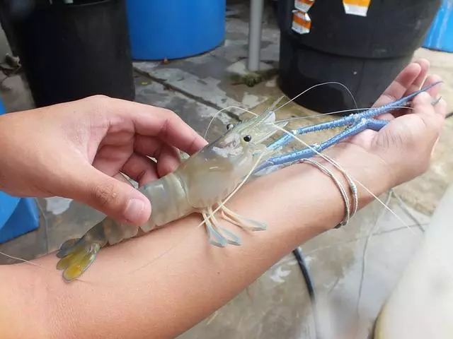 越南湄公河泛濫的大羅氏蝦,又被中國釣友給狠狠的收拾了一次!