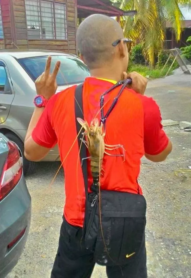 越南湄公河泛濫的大羅氏蝦,又被中國釣友給狠狠的收拾了一次!