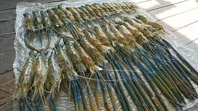 越南湄公河泛濫的大羅氏蝦,又被中國釣友給狠狠的收拾了一次!