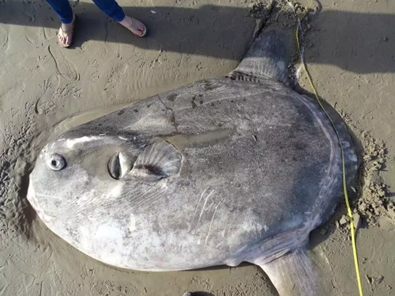 龐然怪魚驚現加州海灘!專家嚇壞:南半球魚類怎在這?