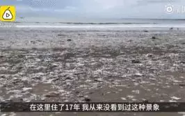 慘不忍睹!巴厘島被垃圾包圍,曾經的度假天堂,如今竟成這副模樣!