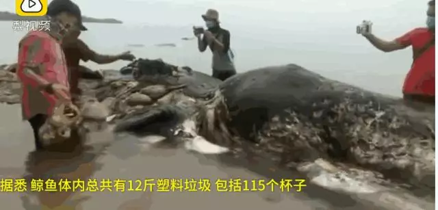 慘不忍睹!巴厘島被垃圾包圍,曾經的度假天堂,如今竟成這副模樣!