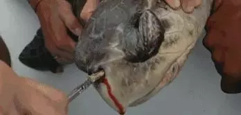 慘不忍睹!巴厘島被垃圾包圍,曾經的度假天堂,如今竟成這副模樣!