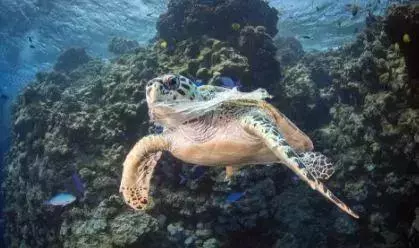 慘不忍睹!巴厘島被垃圾包圍,曾經的度假天堂,如今竟成這副模樣!