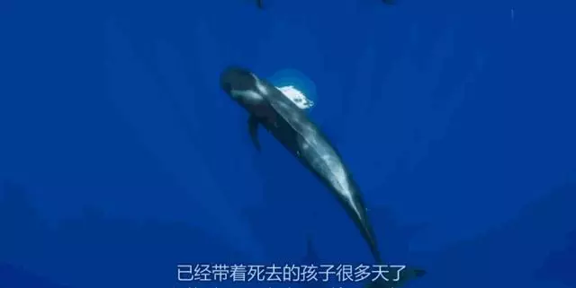 慘不忍睹!巴厘島被垃圾包圍,曾經的度假天堂,如今竟成這副模樣!