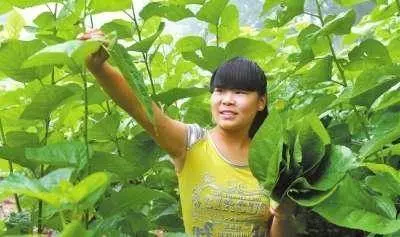 糖尿病的「天敵」終於找到了,常吃修復胰島功能,降糖又穩糖