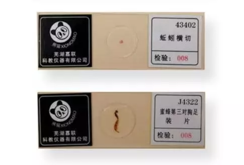 能夠400倍放大的可攜式顯微鏡,粘在手機上就能用!