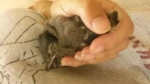 行善必獲祝福!女子3年前動善心救下小鳥 現在換鳥「救活她」