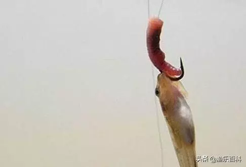 為什麼土裡蚯蚓可以釣水中的魚?魚真的喜歡蚯蚓嗎?學完漲知識了