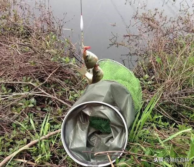 為什麼土裡蚯蚓可以釣水中的魚?魚真的喜歡蚯蚓嗎?學完漲知識了