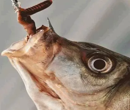 為什麼土裡蚯蚓可以釣水中的魚?魚真的喜歡蚯蚓嗎?學完漲知識了