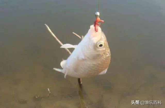 為什麼土裡蚯蚓可以釣水中的魚?魚真的喜歡蚯蚓嗎?學完漲知識了