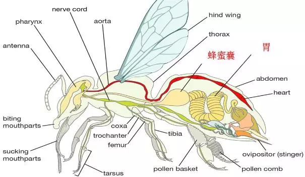 蜂蜜,是蜜蜂吐還是拉出來的?