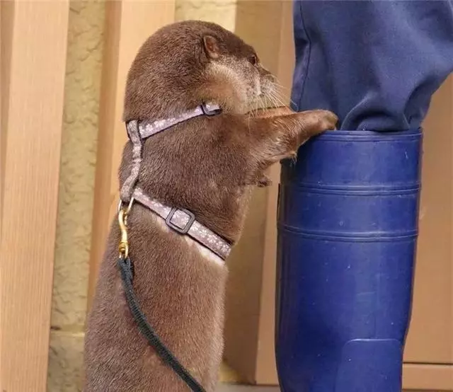 小水獺喜獲食物貝殼不舍吃掉,偷偷藏進主人靴子裡,滿臉得意笑容