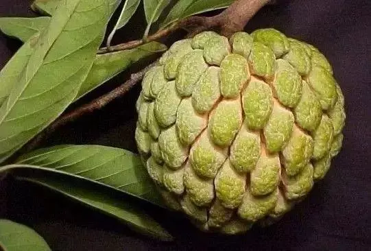 全球最罕見的水果,你吃過幾種?