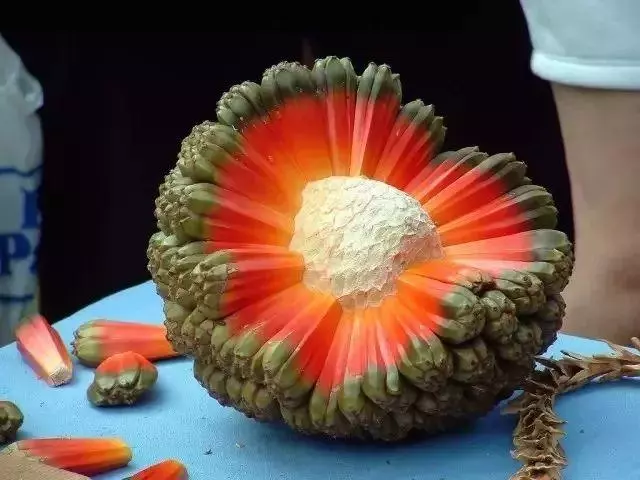 全球最罕見的水果,你吃過幾種?