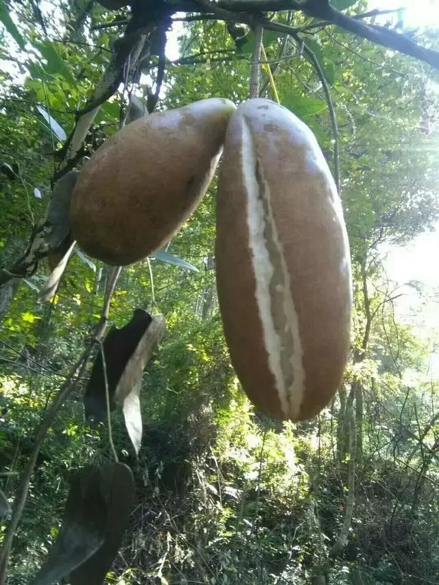 全球最罕見的水果,你吃過幾種?