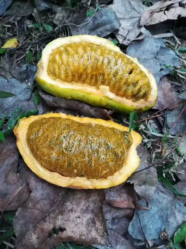 全球最罕見的水果,你吃過幾種?