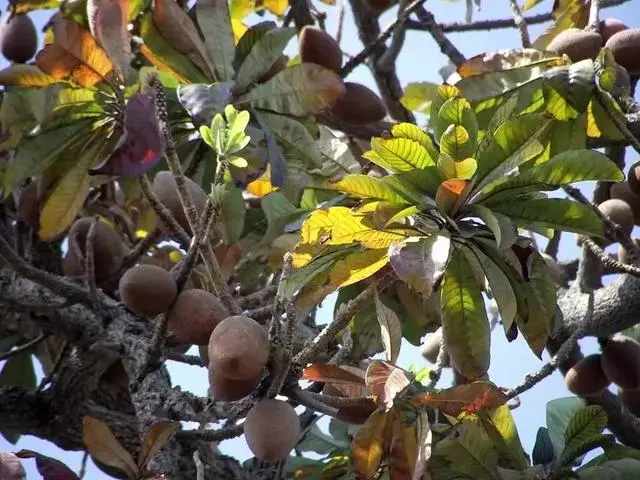 全球最罕見的水果,你吃過幾種?