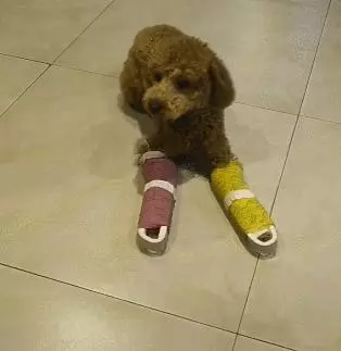 雙腿骨折的狗子,每天舉著兩個小炮筒蹣跚
