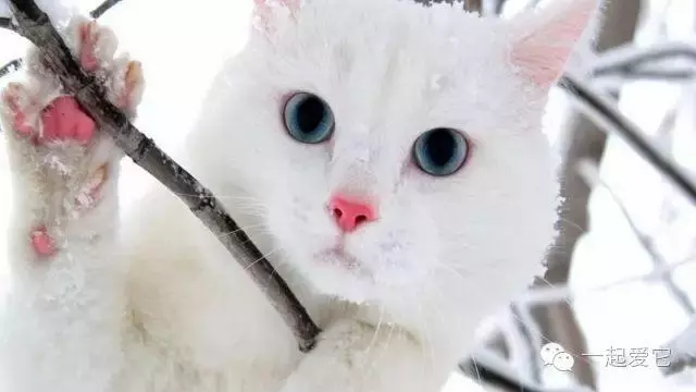如何給貓咪的眼睛進行護理?打造一雙卡姿蘭大眼睛