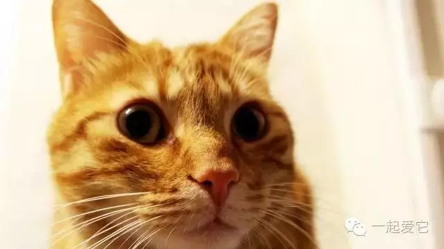 如何給貓咪的眼睛進行護理?打造一雙卡姿蘭大眼睛