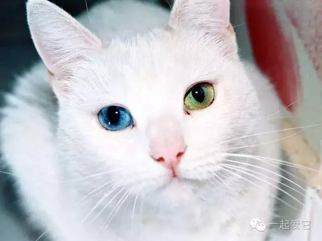 如何給貓咪的眼睛進行護理?打造一雙卡姿蘭大眼睛