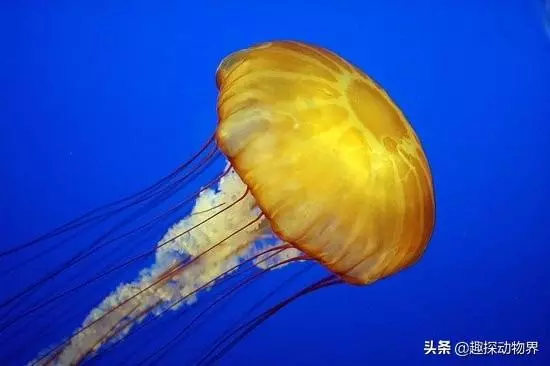 全球十大上億年的遠古生物們,你知道它們嗎?