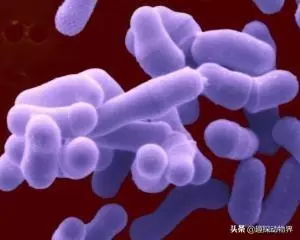 全球十大上億年的遠古生物們,你知道它們嗎?