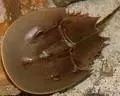 全球十大上億年的遠古生物們,你知道它們嗎?