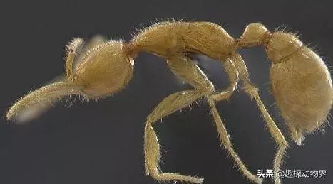 全球十大上億年的遠古生物們,你知道它們嗎?