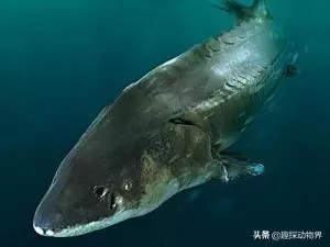 全球十大上億年的遠古生物們,你知道它們嗎?