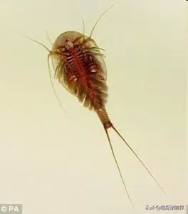 全球十大上億年的遠古生物們,你知道它們嗎?