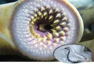全球十大上億年的遠古生物們,你知道它們嗎?