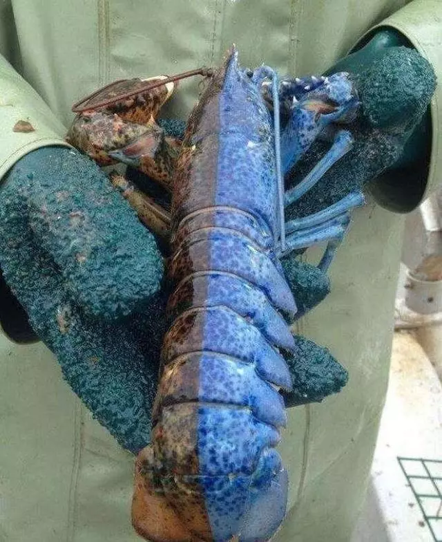 23張證明「我們的世界每天都很瘋狂」的照片