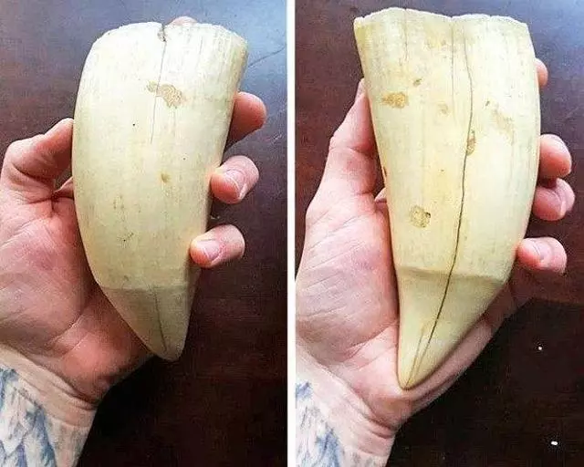 23張證明「我們的世界每天都很瘋狂」的照片