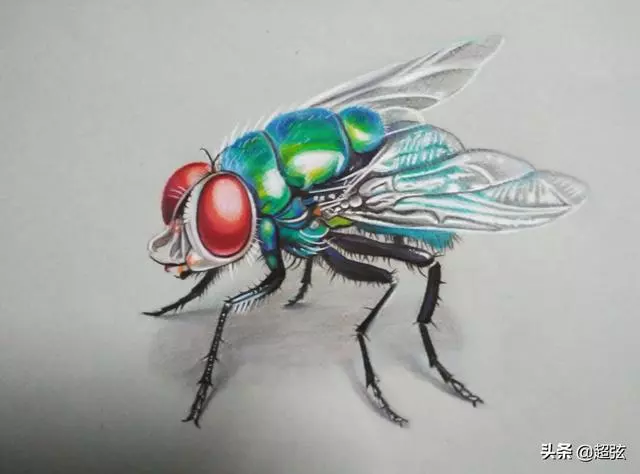 為什麼要睡覺?科學家研究發現這種動物幾乎可以不睡覺!