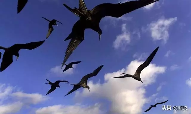 為什麼要睡覺?科學家研究發現這種動物幾乎可以不睡覺!