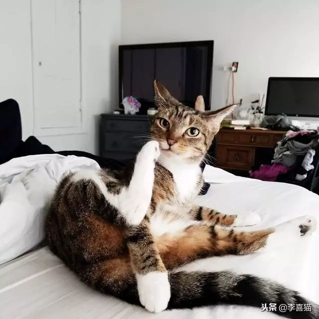 事實證明貓咪很會掩飾自己的尷尬,雖然通常看上去都很蠢萌……