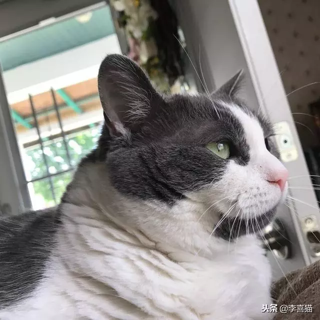事實證明貓咪很會掩飾自己的尷尬,雖然通常看上去都很蠢萌……