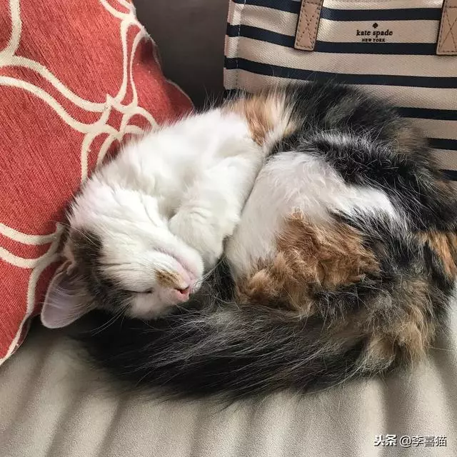 事實證明貓咪很會掩飾自己的尷尬,雖然通常看上去都很蠢萌……