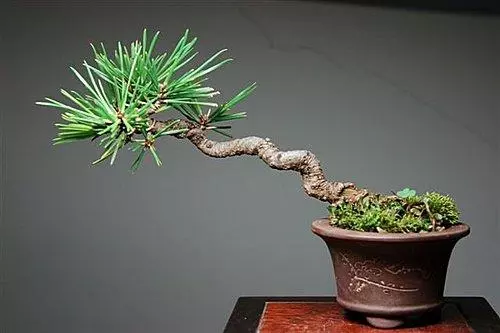 盆景也有「青春期」由淺入深,三個階段的養護心得,讓盆景更簡單