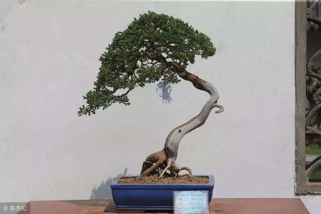盆景也有「青春期」由淺入深,三個階段的養護心得,讓盆景更簡單