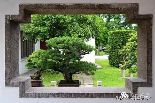 菜鳥講堂丨談盆景養護和土壤的關係