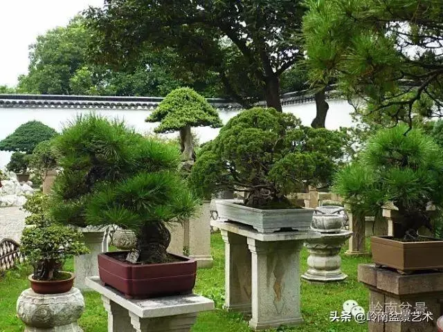 菜鳥講堂丨談盆景養護和土壤的關係