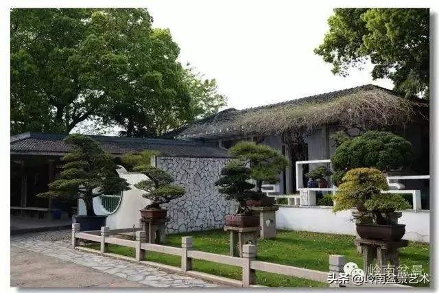 菜鳥講堂丨談盆景養護和土壤的關係