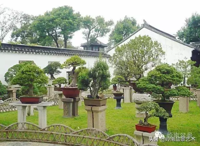菜鳥講堂丨談盆景養護和土壤的關係