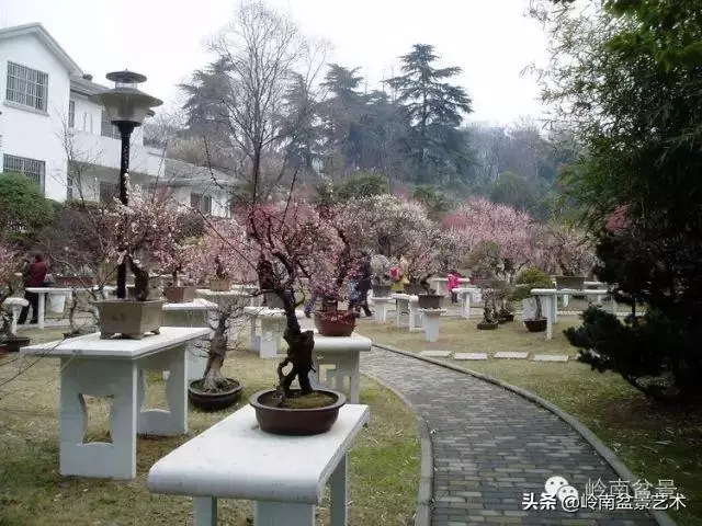 菜鳥講堂丨談盆景養護和土壤的關係