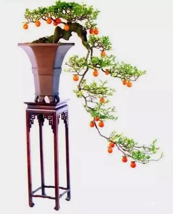 盆景初入門:三種懸崖式盆景造型圖解