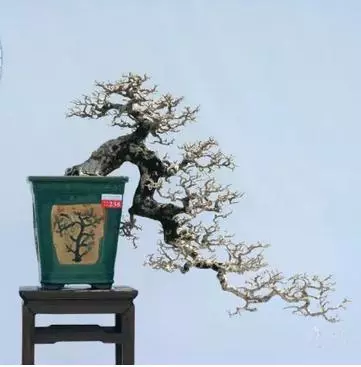 盆景初入門:三種懸崖式盆景造型圖解